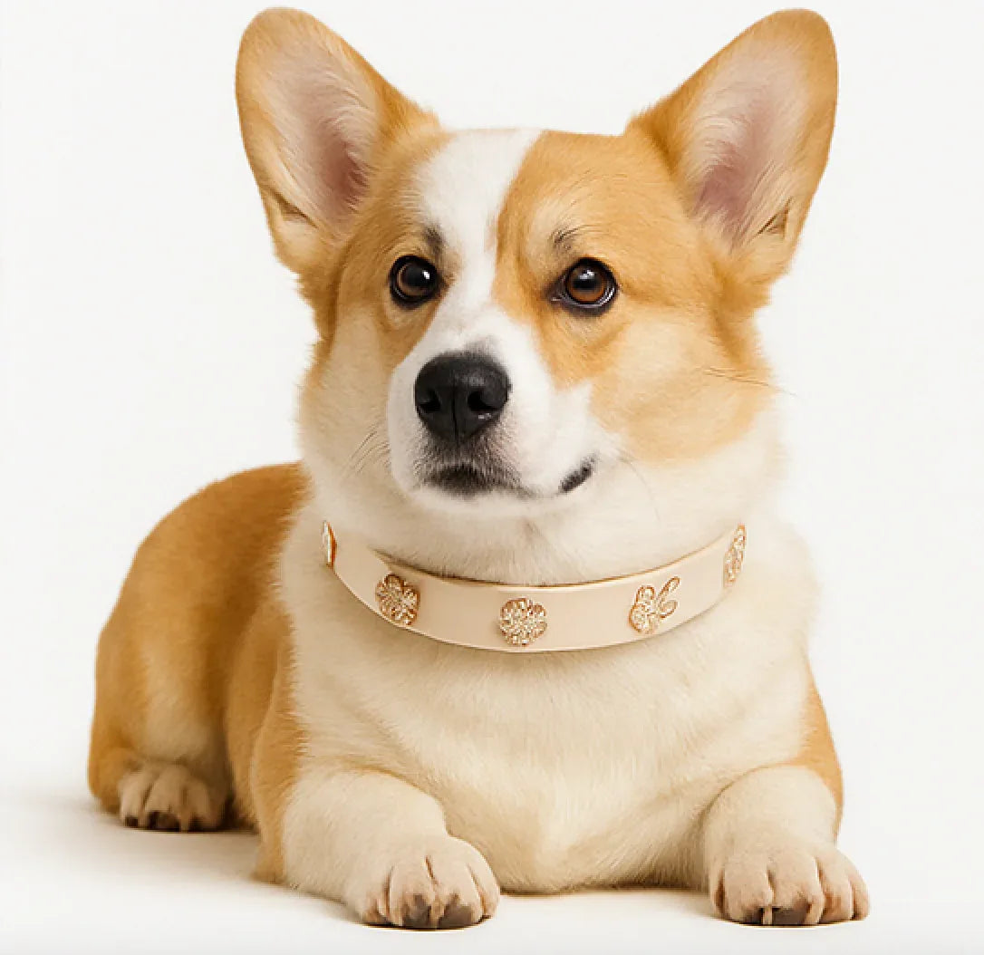 ClipUp Collar - POSHYC