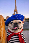 🇫🇷 The Paw Parisian Beret PARIS LOVES DOGS™ Collection.