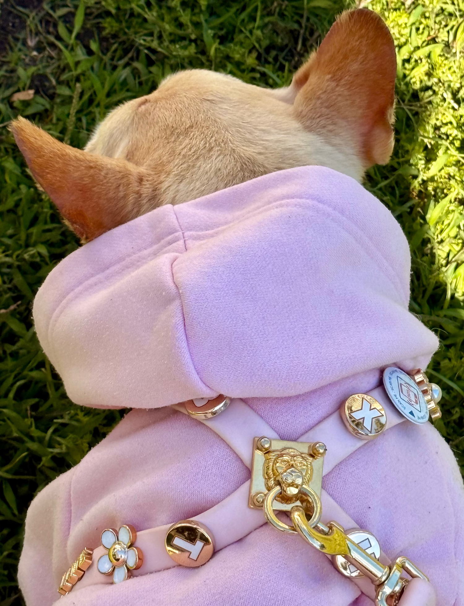 Small dog wearing a pink outfit with gold chains on a grassy background