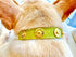 Pet collar "Label" - Stylish Identification for Furry Friend