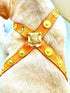 Muse Collection Pet Cross Harness "Label" POSHYC 