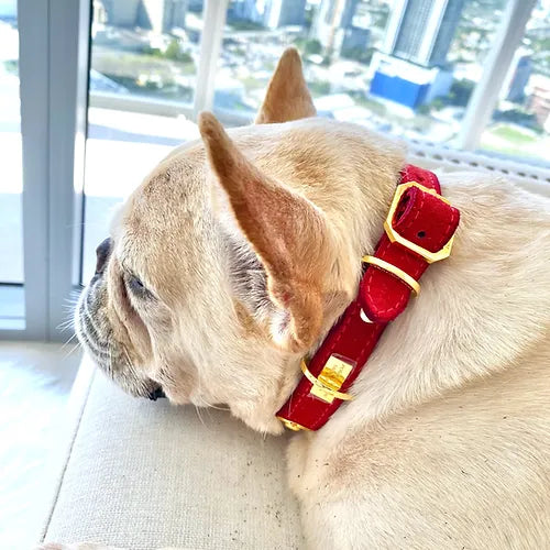 Pet Collar &quot;Baroc&quot; -  Handcrafted Pet Collar | POSHYC