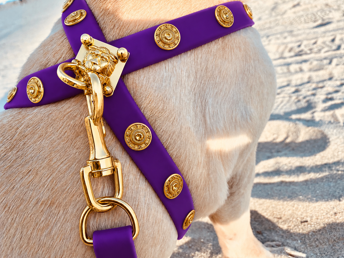 Harness ClipUp  + Baroc Clip-charms.
