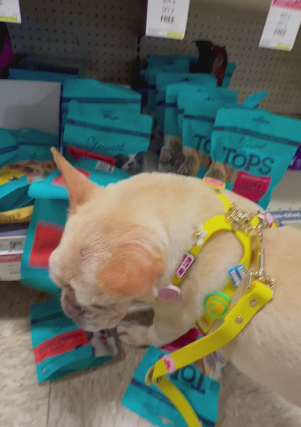 ClipUp Harness